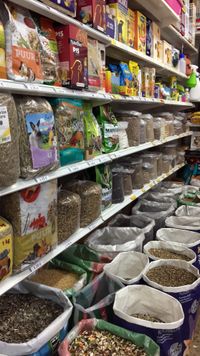 Roedores y p&aacute;jaros