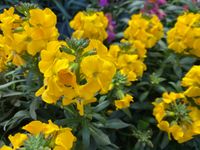 ERYSIMUM