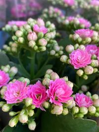 KALANCHOE