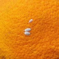 COCHINILLA ALGODONOSA