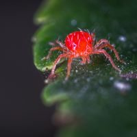 ARA&Ntilde;A ROJA